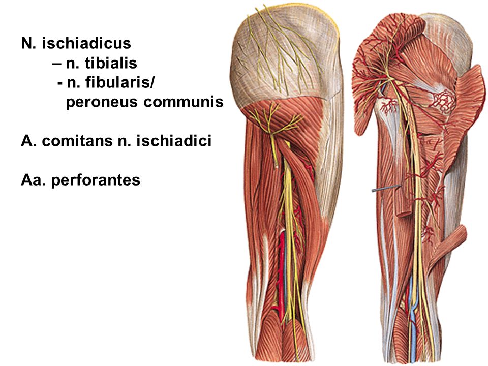 N ischiadicus anatomy