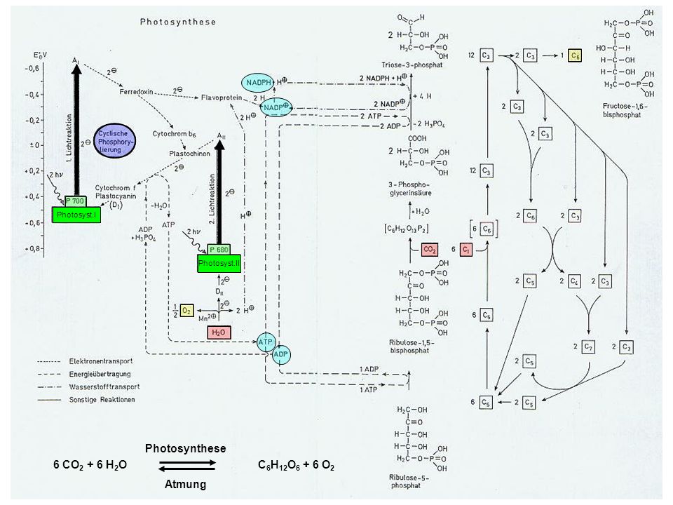 C6H12O6 + 6 O2 Atmung Photosynthese 6 CO2 + 6 H2O