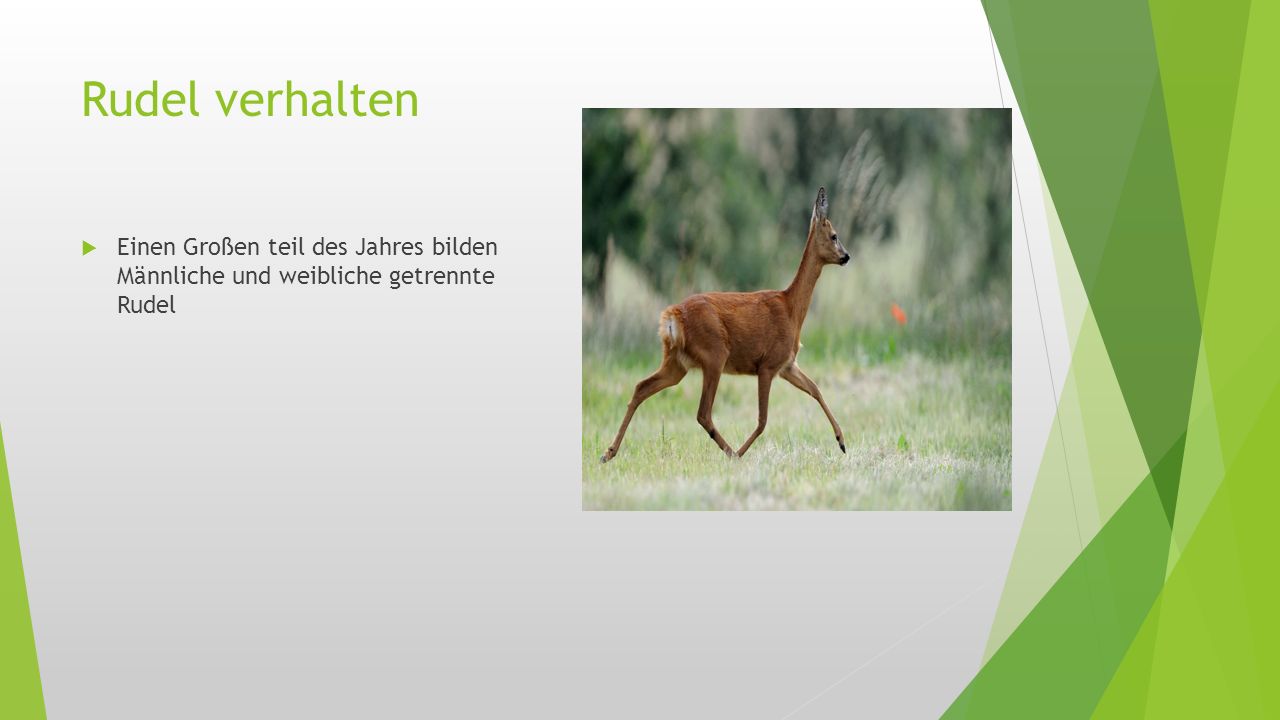 Rudel verhalten Einen Großen teil des Jahres bilden Männliche und weibliche getrennte Rudel