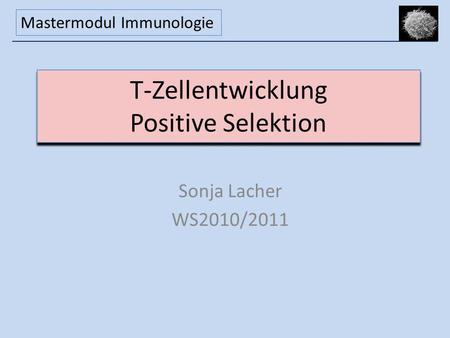 T-Zellentwicklung Positive Selektion