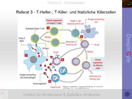 Referat 3 - T-Helfer-, T-Killer- und Natürliche Killerzellen