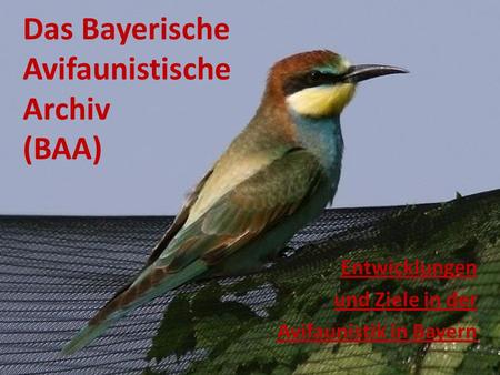 Das Bayerische Avifaunistische Archiv (BAA)
