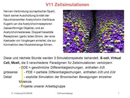 V11 Zellsimulationen Nerven-Verbindung (synaptischer Spalt).