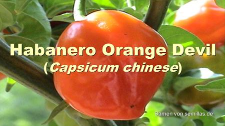 Habanero Orange Devil (Capsicum chinese)
