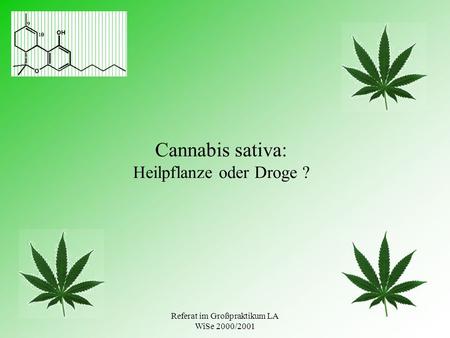 Cannabis sativa: Heilpflanze oder Droge ?