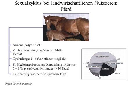 Sexualzyklus bei landwirtschaftlichen Nutztieren: Pferd
