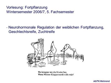 AGTK Wehrend Vorlesung: Fortpflanzung Wintersemester 2006/7, 5. Fachsemester - Neurohormonale Regulation der weiblichen Fortpflanzung, Geschlechtsreife,
