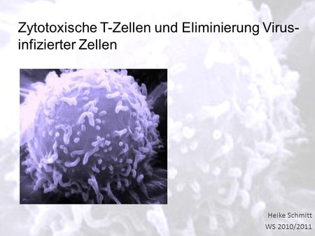 Zytotoxische T-Zellen und Eliminierung Virus- infizierter Zellen