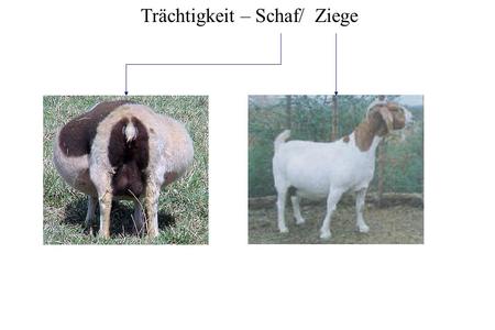 Trächtigkeit – Schaf/ Ziege