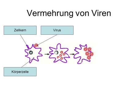 Vermehrung von Viren Zellkern Virus Körperzelle.