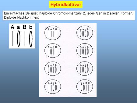 Hybridkultivar Ein einfaches Beispiel: haploide Chromosomenzahl 2, jedes Gen in 2 allelen Formen. Diploide Nachkommen:
