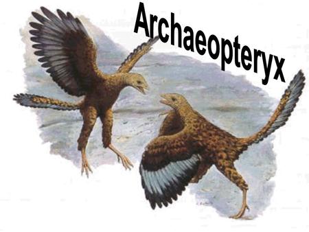 Archaeopteryx.