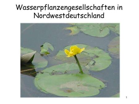 Wasserpflanzengesellschaften in Nordwestdeutschland