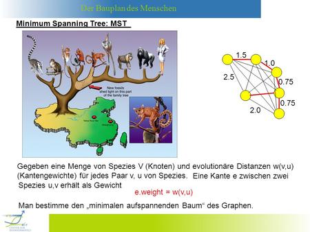 Minimum Spanning Tree: MST