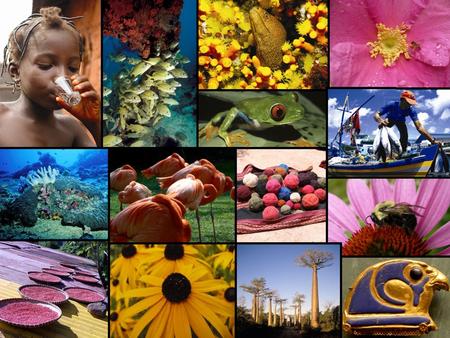 Www.cbd.int/2010. Internationales Jahr der Biodiversität Ausgerufen von der Vollversammlung derUN (61/203), Eine Gelegenheit für die biodiversity community.