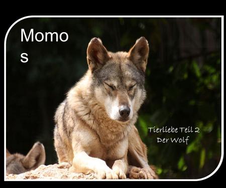 Momos Tierliebe Teil 2 Der Wolf.