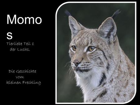 Momos Tierliebe Teil 1 der Luchs. Die Geschichte vom kleinen Frechling.