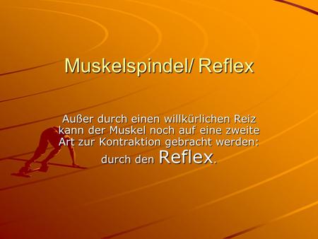 Muskelspindel/ Reflex