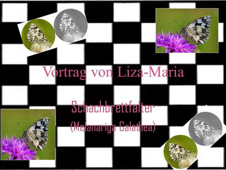 Vortrag von Liza-Maria