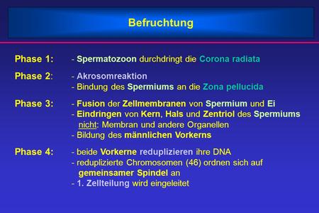 Befruchtung Phase 1: - Spermatozoon durchdringt die Corona radiata