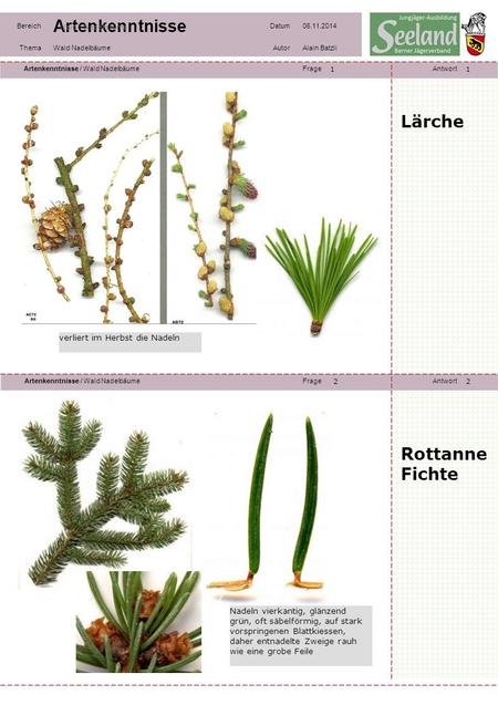 Lärche Rottanne Fichte verliert im Herbst die Nadeln