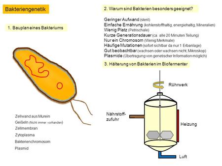 Bakteriengenetik 2. Warum sind Bakterien besonders geeignet?