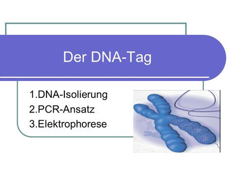 1.DNA-Isolierung 2.PCR-Ansatz 3.Elektrophorese