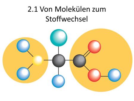 2.1 Von Molekülen zum Stoffwechsel