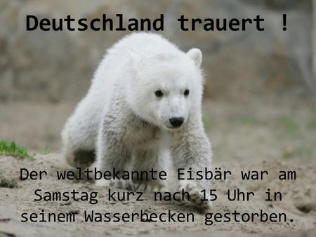 Deutschland trauert ! Der weltbekannte Eisbär war am Samstag kurz nach 15 Uhr in seinem Wasserbecken gestorben.