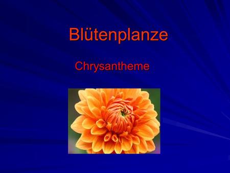 Blütenplanze Chrysantheme.