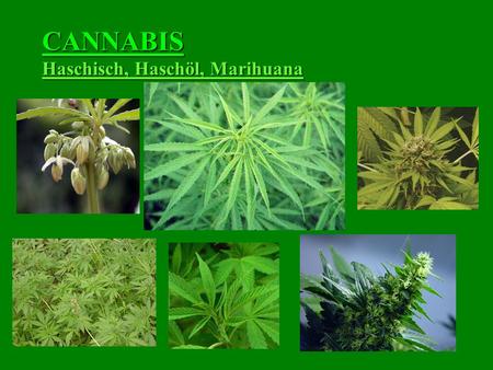 CANNABIS Haschisch, Haschöl, Marihuana