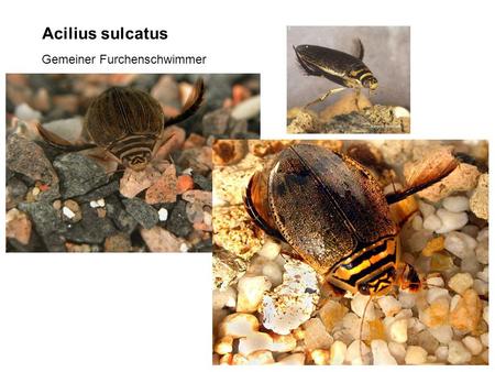 Acilius sulcatus Gemeiner Furchenschwimmer.