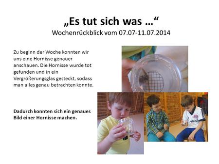 „Es tut sich was …“ Wochenrückblick vom 07.07-11.07.2014 Zu beginn der Woche konnten wir uns eine Hornisse genauer anschauen. Die Hornisse wurde tot gefunden.