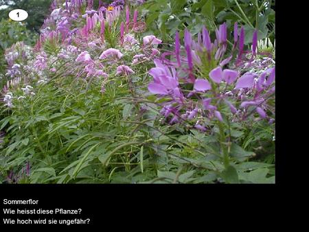 Sommerflor Wie heisst diese Pflanze? Wie hoch wird sie ungefähr?