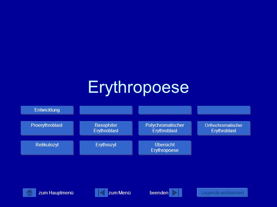 Erythropoese