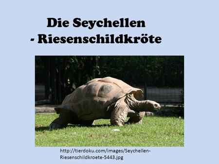 Die Seychellen - Riesenschildkröte