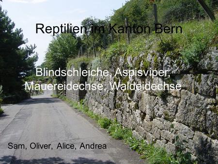 Reptilien im Kanton Bern