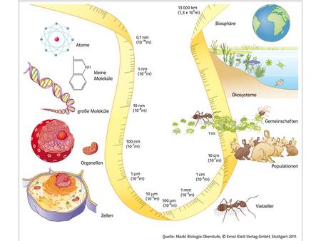 Ordne die folgenden Begriffe nach der Größe! Beginne mit dem Kleinsten! Moleküle Zellmembrandicke Bakterien Viren Zellen Zellorganellen.