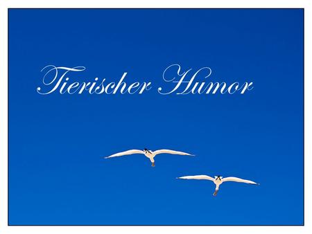 Tierischer Humor Ich bin der gemeine Mohnhamster.
