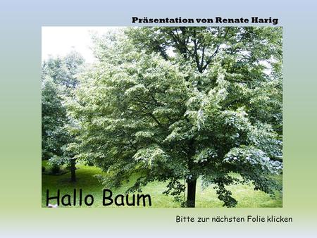 Hallo Baum Präsentation von Renate Harig