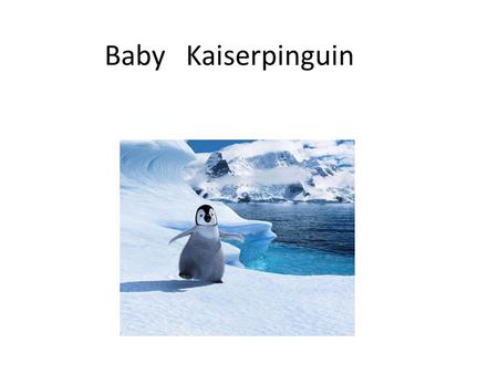 Baby Kaiserpinguin.