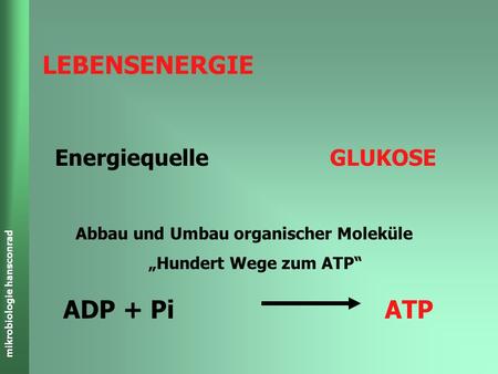 LEBENSENERGIE ADP + Pi ATP Energiequelle GLUKOSE