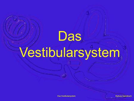 Das Vestibularsystem.