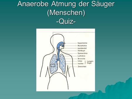 Anaerobe Atmung der Säuger (Menschen) -Quiz-
