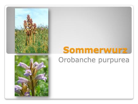 Sommerwurz Orobanche purpurea.