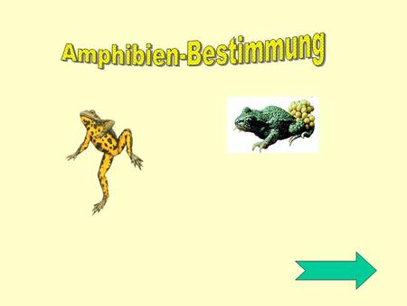 Amphibien-Bestimmung