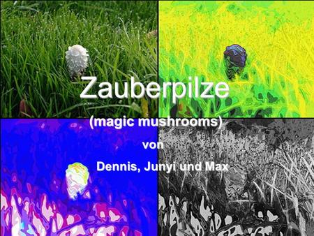 Zauberpilze (magic mushrooms) von Dennis, Junyi und Max Cover.