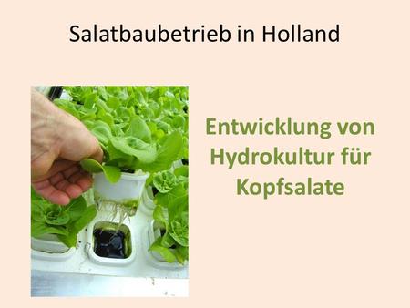 Salatbaubetrieb in Holland