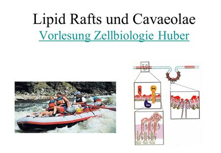 Lipid Rafts und Cavaeolae Vorlesung Zellbiologie Huber