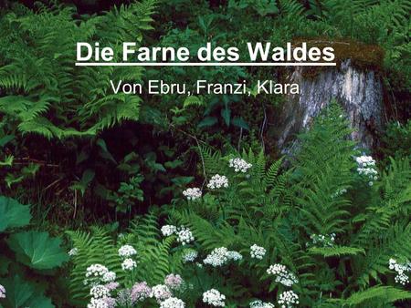 Die Farne des Waldes Von Ebru, Franzi, Klara.